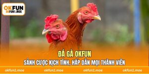 Đá Gà OKFUN - Sảnh Cược Kịch Tính, Hấp Dẫn Mọi Thành Viên