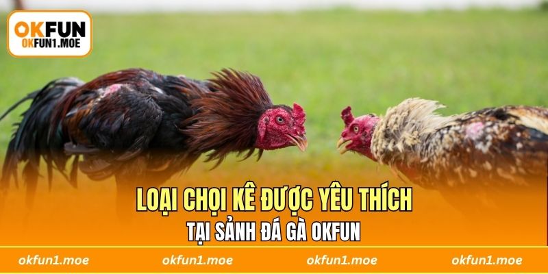 Loại chọi kê được yêu thích tại sảnh đá gà OKFUN