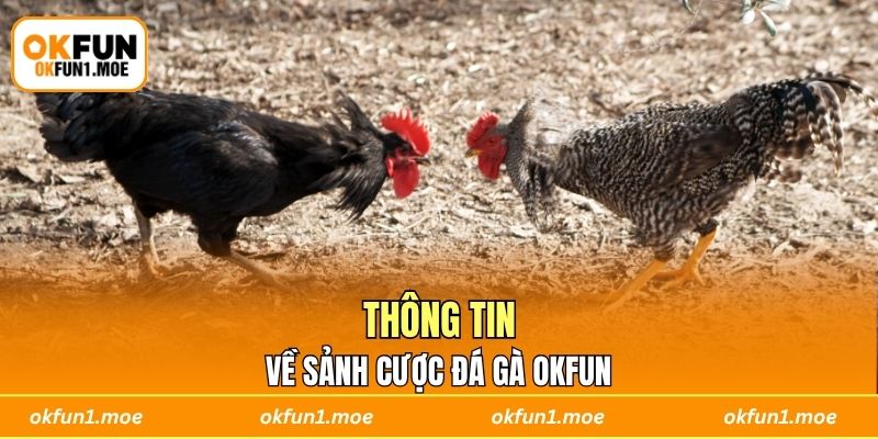 Thông tin về sảnh cược đá gà OKFUN