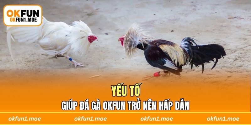 Yếu tố giúp đá gà OKFUN trở nên hấp dẫn